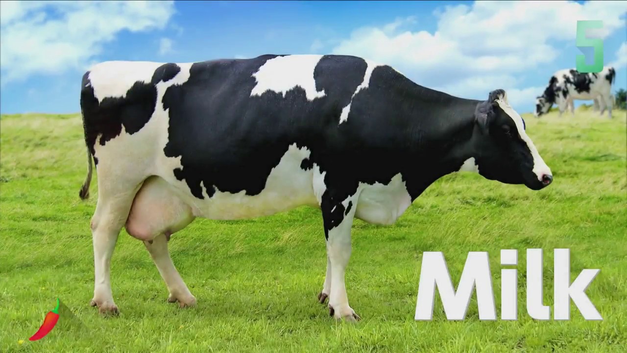 maxresdefault (1).jpg