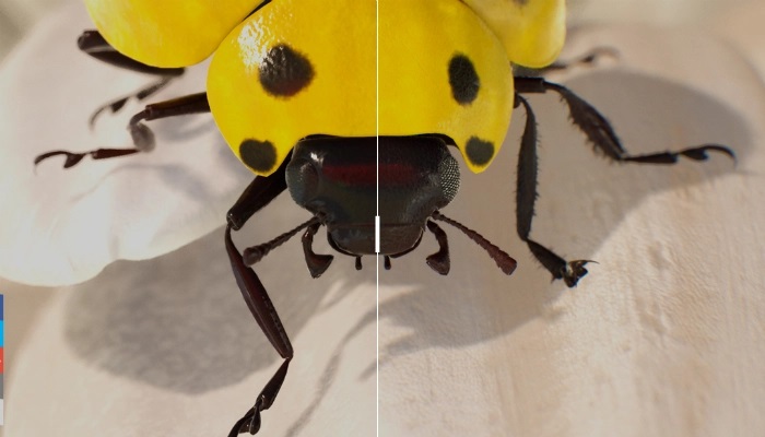 LADYBUG.jpg
