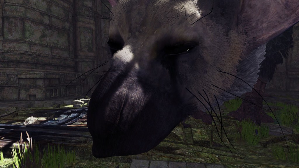 VR_trico_09.jpg