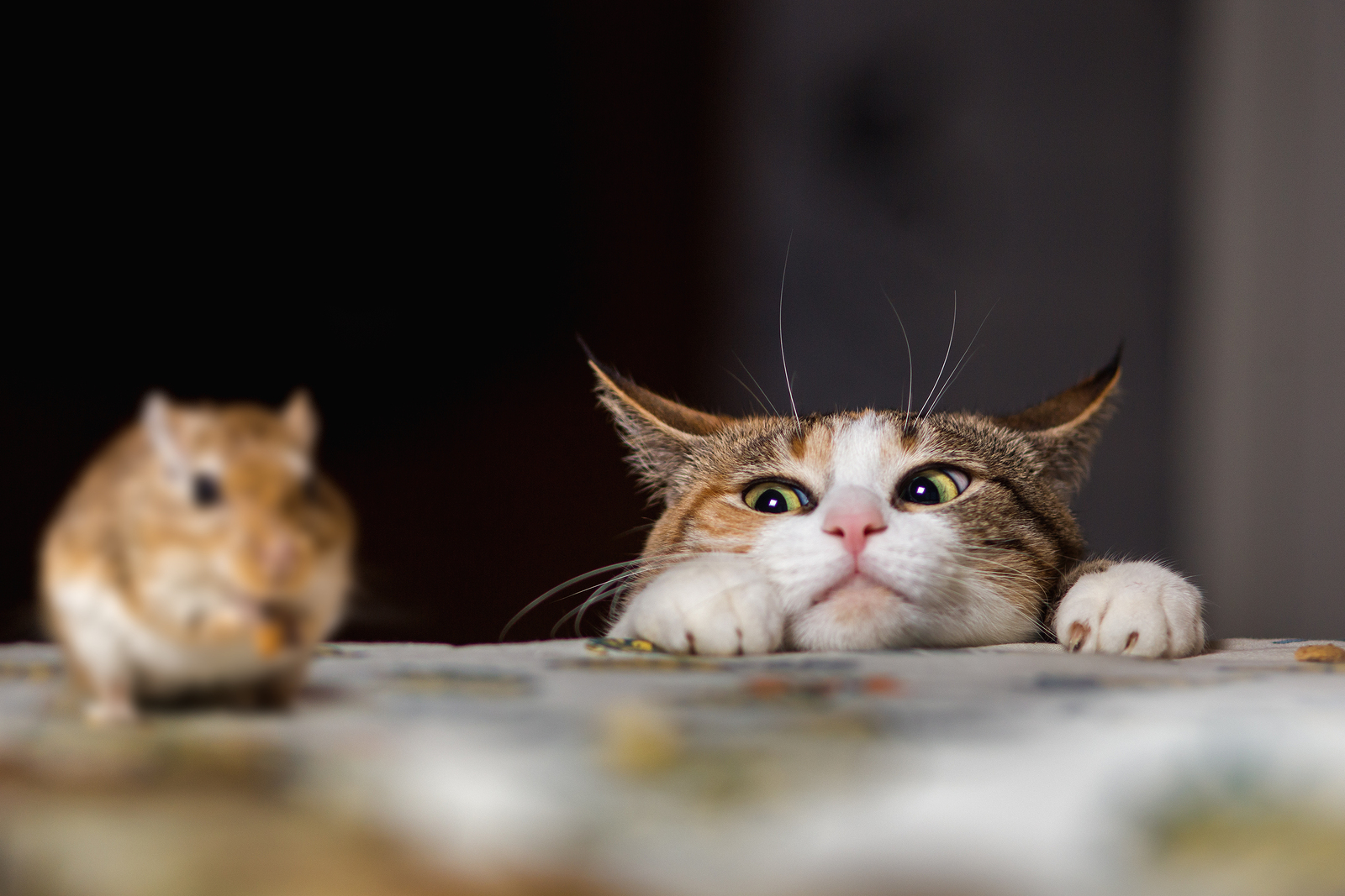 Cat-and-Mouse-Game.jpg